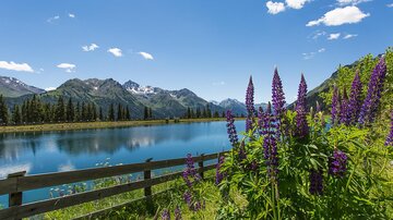 A beautiful lake surrounded by mountains and green forests. Colorful lupine flowers grow on the shore.