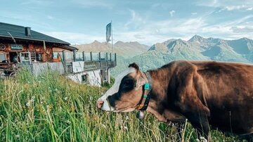 Eine Kuh ruht friedlich auf einer blühenden Wiese. Im Hintergrund sind Berge und ein traditionelles alpenländisches Haus sichtbar.