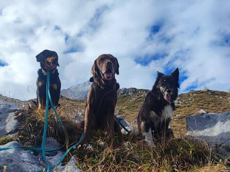 Drei Hunde sitzen auf einem Berg mit Blick auf den Himmel. Die Sonne scheint und die Landschaft ist grün und felsig.