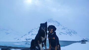 Zwei Hunde sitzen auf einem Stein in einer verschneiten Landschaft. Im Hintergrund sind Berge und ein See zu sehen.