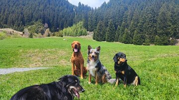 Vier Hunde sitzen auf einer grünen Wiese vor einem Wald. Im Hintergrund sind hohe Bäume und ein blauer Himmel zu sehen.