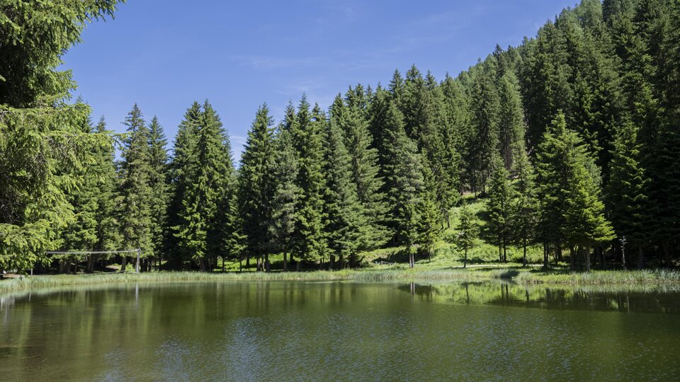 Ein ruhiger Teich umgeben von hohen, grünen Tannen. Der Himmel ist klar und blau, und die Natur strahlt Frieden aus.