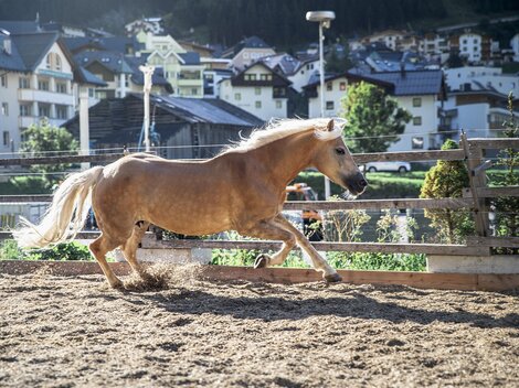 Ein blondes Pferd läuft schnell in einem Reitstall. Im Hintergrund sind Häuser und ein schöner Berg zu sehen.