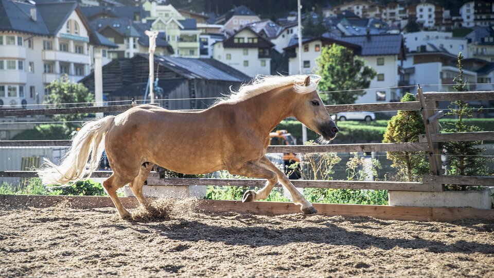 Ein blondes Pferd läuft schnell in einem Reitstall. Im Hintergrund sind Häuser und ein schöner Berg zu sehen.