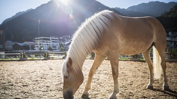 Reiten_2