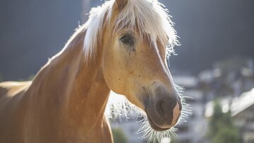 Reiten_3