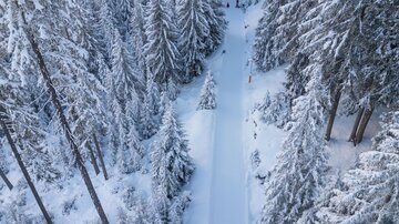 A snowy forest landscape with tall, snow-covered trees. A narrow path winds through the winter idyll.