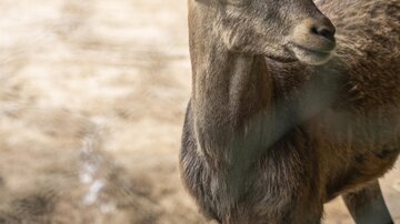 Ein Steinbock mit auffälligen Hörnern steht in einer natürlichen Umgebung. Im Hintergrund sind weitere Tiere und eine ländliche Kulisse sichtbar.