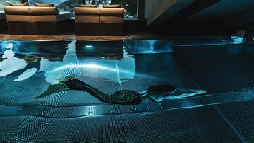 Ein eleganter, indoor Pool mit einem modernen Design. Im Wasser schwimmt eine Meerjungfrau, umgeben von einem ruhigen Ambiente. | © elizabeth.at