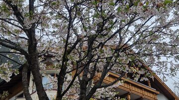 Ein schöner Kirschbaum mit blühenden Zweigen steht vor einem Hotelgebäude. Das Wetter ist bewölkt und die Architektur des Hotels ist traditionell.