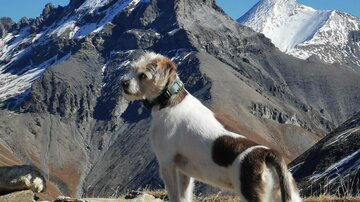 Ein Hund steht auf einem felsigen Weg mit majestätischen Bergen im Hintergrund. Der Himmel ist klar und blau.