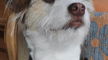Ein kleines, neugieriges Hundegesicht mit kurzen, strubbeligen Haaren. Der Hund sitzt entspannt und schaut aufmerksam.