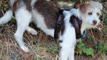 Ein kleiner Hund mit braun-weißer Fellzeichnung steht in der Natur. Er trägt ein Geschirr und ist von Gräsern und Steinen umgeben.