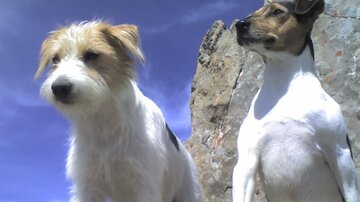 Zwei Hunde stehen auf einem Felsen unter einem klaren blauen Himmel. Sie beobachten die Umgebung aufmerksam.