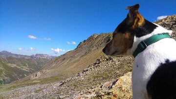 Ein Hund betrachtet die Aussicht von einem Berg. Die Landschaft ist felsig mit grünen und braunen Tönen unter einem klaren blauen Himmel.