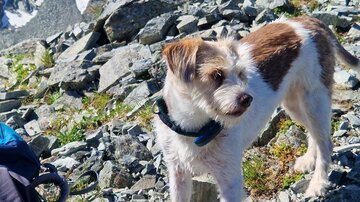 Ein Hund steht auf einem felsigen Weg in den Bergen. Im Hintergrund sind hohe Berge und ein klarer blauer Himmel zu sehen.