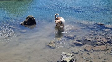 Ein Hund steht im klaren Wasser eines Bergsees. Im Hintergrund sind hohe Berge und ein blauer Himmel zu sehen.