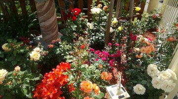 Ein blühender Garten voller Rosen in verschiedenen Farben. Im Hintergrund sind grünes Laub und ein Holzzaun zu sehen.