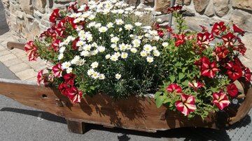 Ein schöner Holzwagen mit bunten Blumen. Weiße Gänseblümchen und rote Petunien blühen üppig.