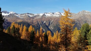 Eine beeindruckende Berglandschaft mit schneebedeckten Gipfeln und goldenen Lärchen im Vordergrund. Der klare blaue Himmel sorgt für eine wunderschöne Kulisse.