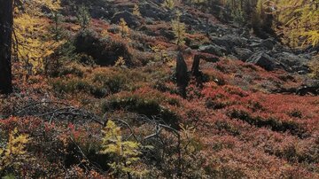 Eine herbstliche Landschaft mit bunten Sträuchern und Bäumen. Der Himmel ist klar und die Umgebung wirkt friedlich.