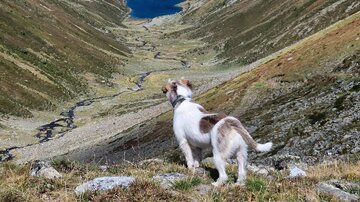 Ein Hund steht auf einem Hügel und blickt ins Tal. Im Hintergrund sind grüne Berge und ein blauer See zu sehen.