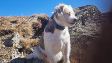 Ein Hund sitzt auf einem Felsen in einer kargen Landschaft. Der Himmel ist klar und blau.